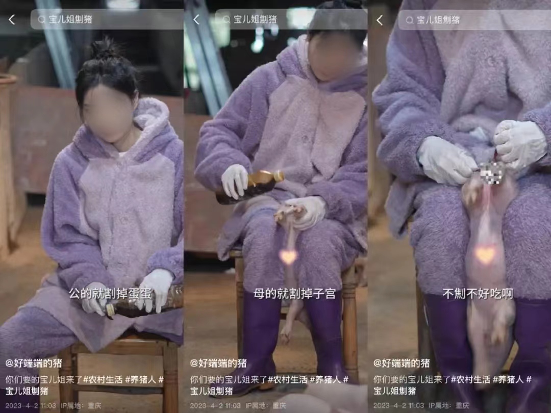 月涨粉228万，为何大家都爱看美女养猪？