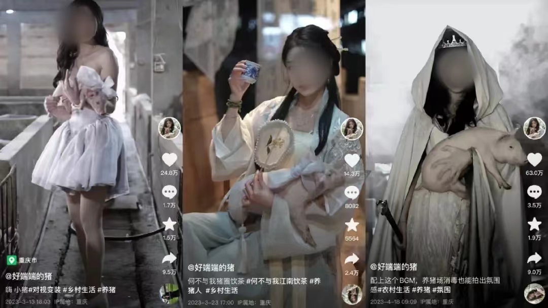 月涨粉228万，为何大家都爱看美女养猪？